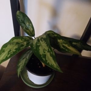 Dieffenbachia #3